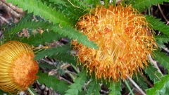 Banksia formosa