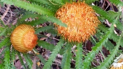 Banksia formosa