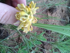 Eulophia leontoglossa