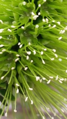 Melaleuca diosmifolia