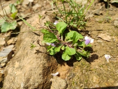 Mazus miquelii