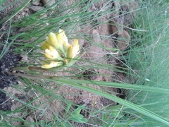 Eulophia leontoglossa