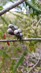 Melaleuca diosmifolia