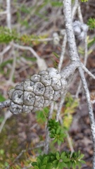 Melaleuca diosmifolia