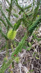 Melaleuca diosmifolia
