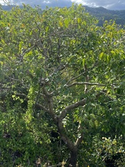 Ficus variegata garciae