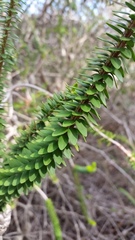 Melaleuca diosmifolia