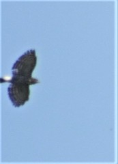 Accipiter trivirgatus