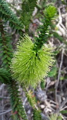Melaleuca diosmifolia