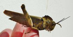 Abisares viridipennis