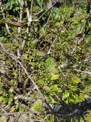 Rhamnus utilis