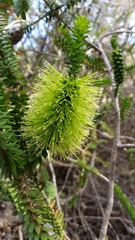Melaleuca diosmifolia