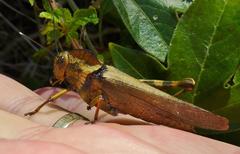 Abisares viridipennis