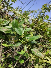 Rhamnus utilis