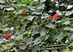 Erythrina variegata