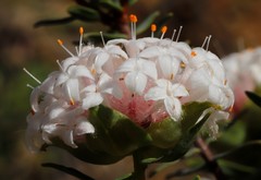 Pimelea avonensis
