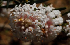 Pimelea avonensis