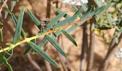 Pimelea avonensis