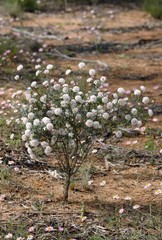 Pimelea avonensis
