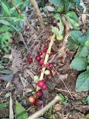 Schisandra chinensis