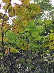 Schisandra chinensis