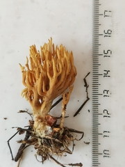 Phaeoclavulina flaccida