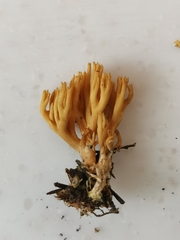 Phaeoclavulina flaccida