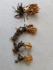 Phaeoclavulina flaccida