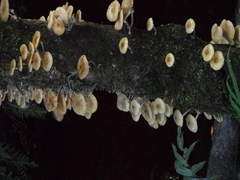 Mycena carmeliana