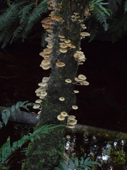 Mycena carmeliana