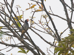 Saltator nigriceps