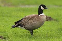 Branta hutchinsii leucopareia