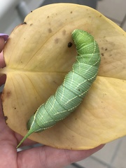Marumba dyras