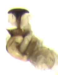 Acrotrichis insularis