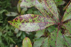 Ruptoseptoria unedonis