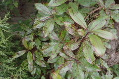 Ruptoseptoria unedonis