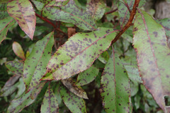 Ruptoseptoria unedonis