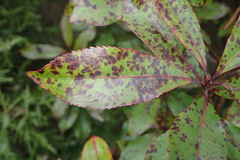 Ruptoseptoria unedonis