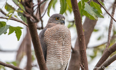 Accipiter badius
