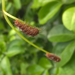 Thyrassia