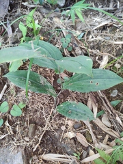 Tricyrtis macropoda