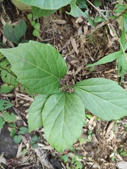Pachysandra axillaris