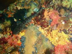 Haploblepharus pictus