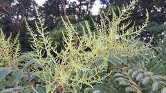 Rhus hypoleuca