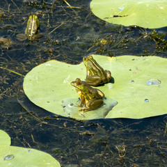 Euphlyctis hexadactyla