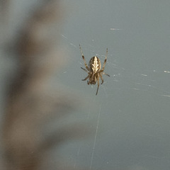 Neoscona theisi