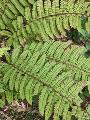 Polystichum makinoi
