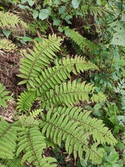Polystichum makinoi