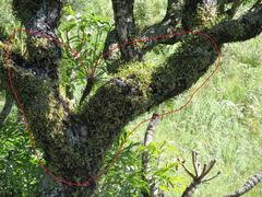 Polystachya ottoniana