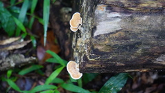 Trametes modesta